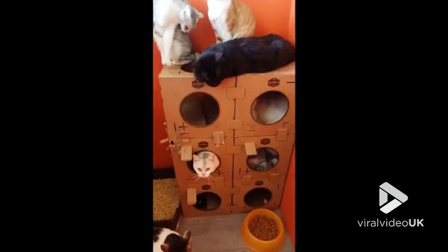 Paradis des chats : cet immeuble en carton !