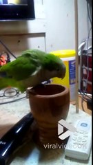 Vénère, ce perroquet jette les clefs rangées dans le pot !