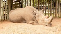 Heartbreaking video shows the last male northern white rhino: 'This is what extinction looks like'