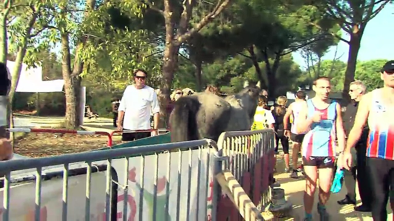 Les chevaux sauvages, eux aussi, voulaient faire un chrono