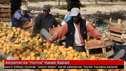 Adıyaman'da "Hurma" Hasadı Başladı