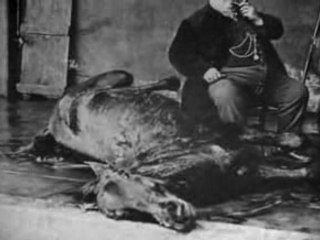 Le sang des bêtes partie 1