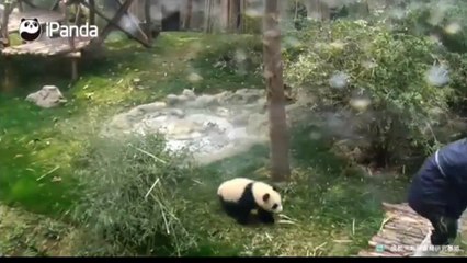 Un bebé panda hiperactivo y cariñoso conquista las redes sociales