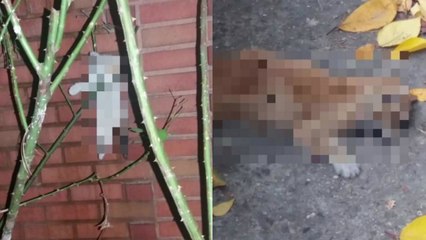 새끼 고양이 나무에 매달려 죽은 채 발견...경찰 수사 착수 / YTN