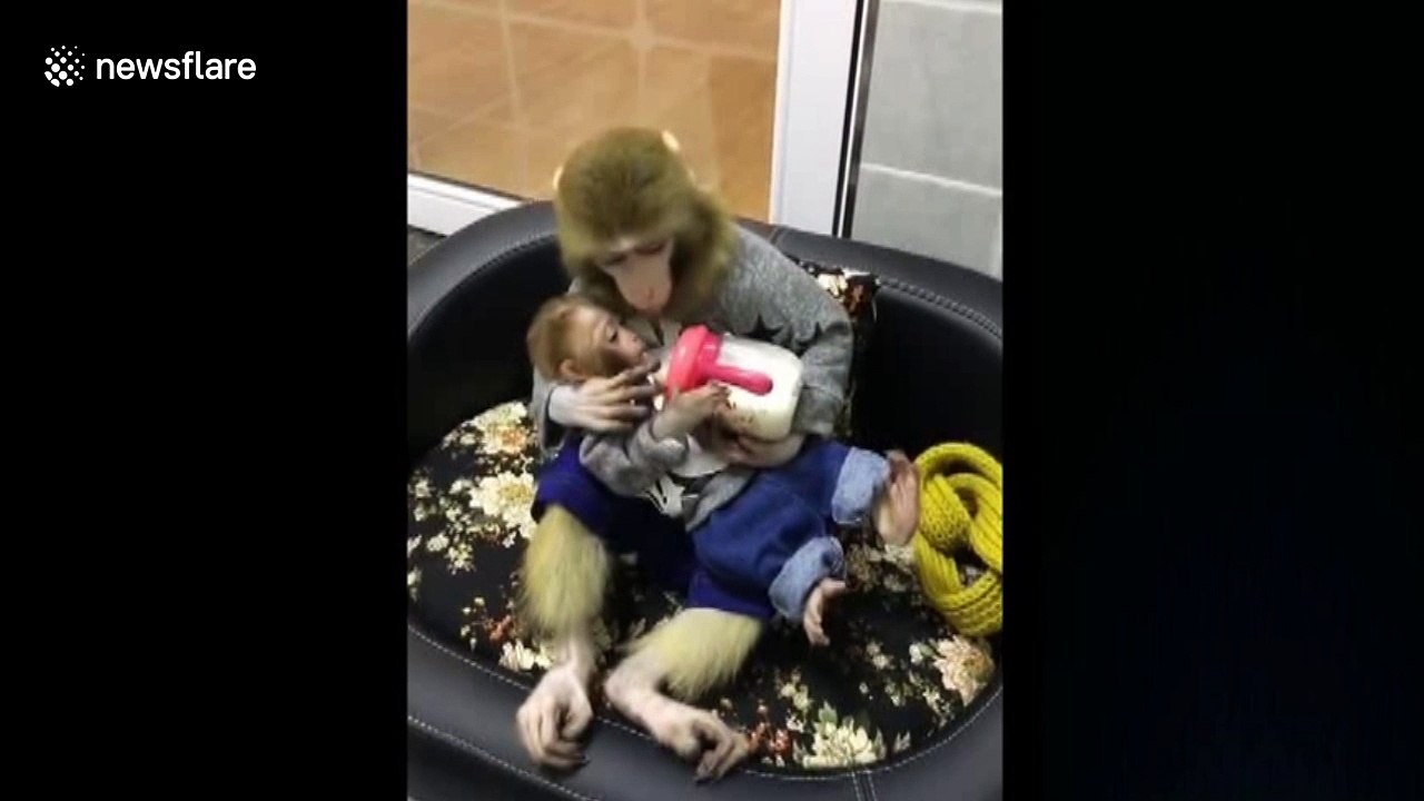 Monkey bottle-feeds her baby milk