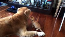 L'amicizia di un gatto neonato ed un grande cane