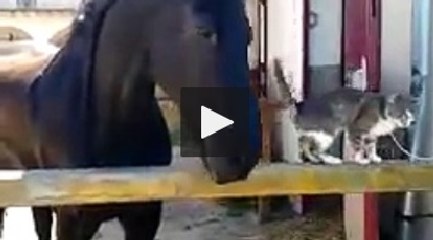 L'amicizia tra un gatto e un cavallo