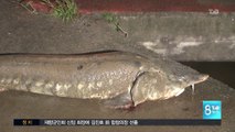 Un esturgeon centenaire échoué en pleine ville en Chine pendant les inondations