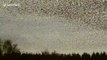 Murmuration of thousands of starlings swirl in the sky in Cumbria