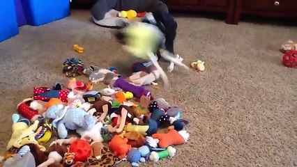 The Funniest Cat & Dog Home Video Bloopers & Reactions of 2016 Weekly Compilation | Funny