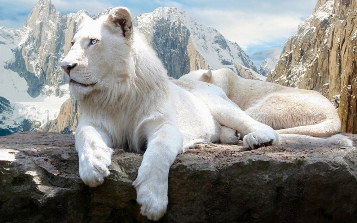 8 Animales Exoticos e Ilegales en Peligro de Extincion y que Valen una Gran Fortuna