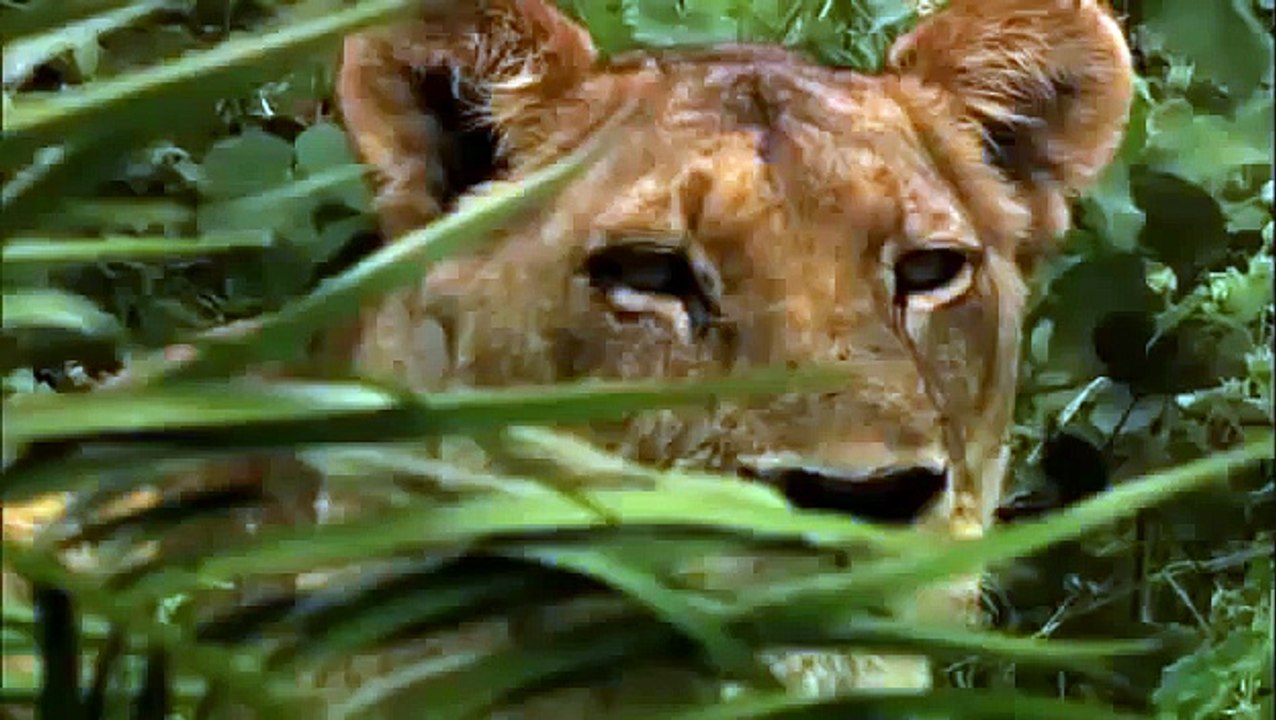 Life of Lions: Hunting, Fighting, Mating [Nature/Wildlife Documentary]