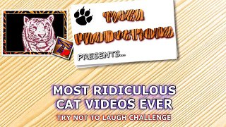 FUN CHALLENGE: Try not to laugh - The FUNNIEST CAT videos EVER