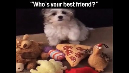 Those Beautiful Animals 257