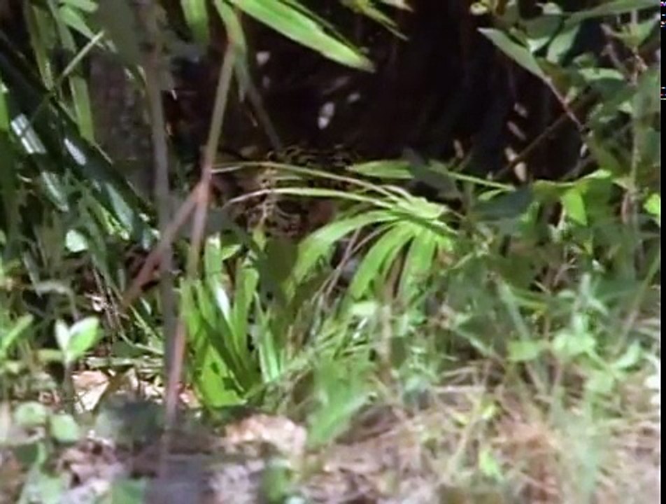 Maya BBC Spirits of the Jaguar 2of4 Forests of the Maya