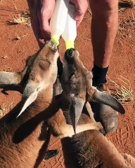 Kangaroos Bottle Feed Together