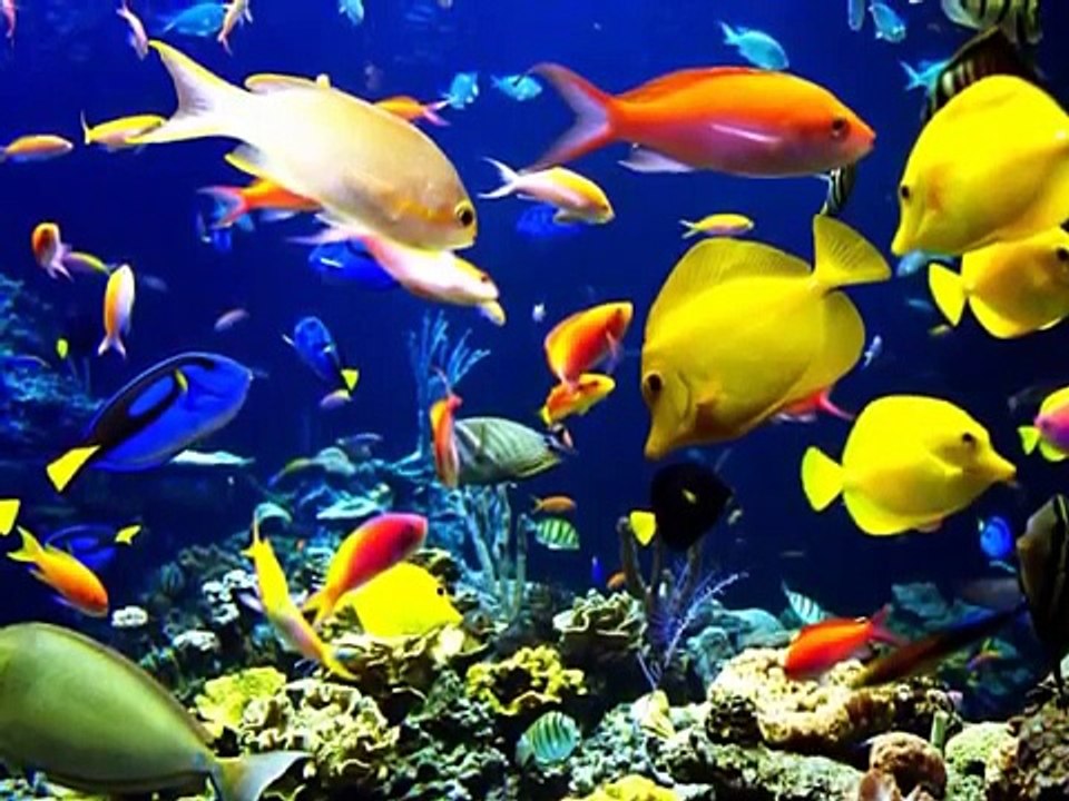 Şifa müzik - Deniz Sesleri - Dolphin Ses ☯ Müzik Kanalı Rahatla