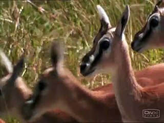 Crocodiles fighting Gazelles in Kenya