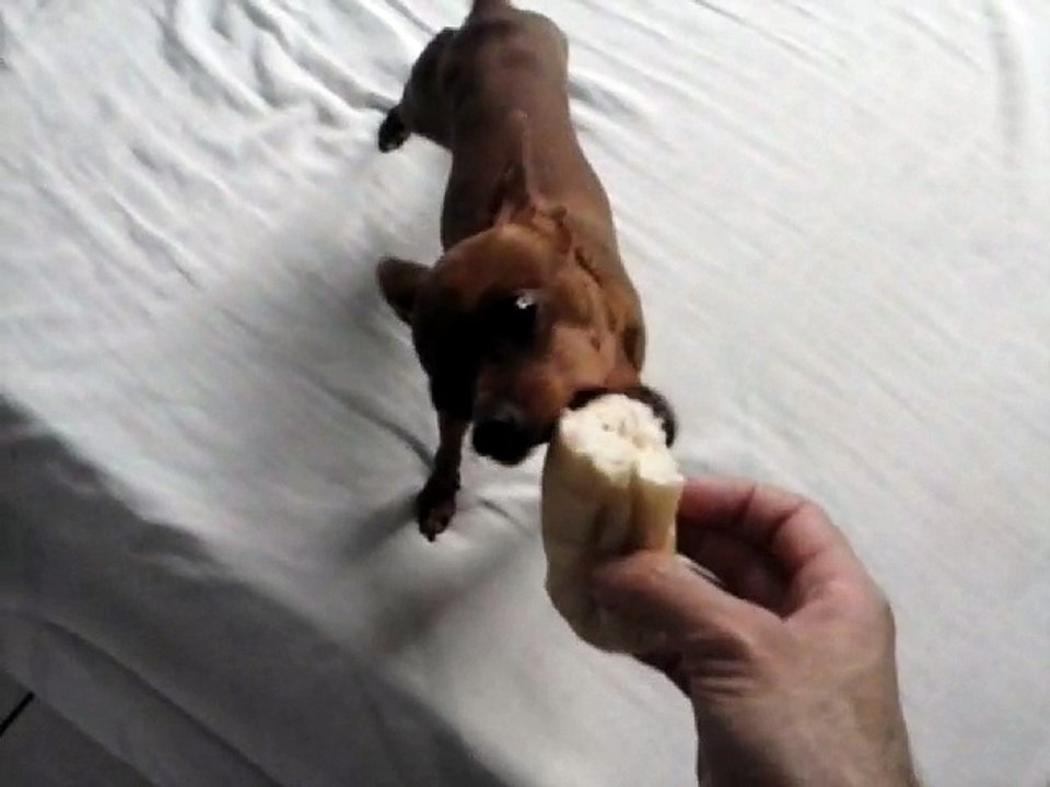 chihuahua nº 1 comendo Pão Francês