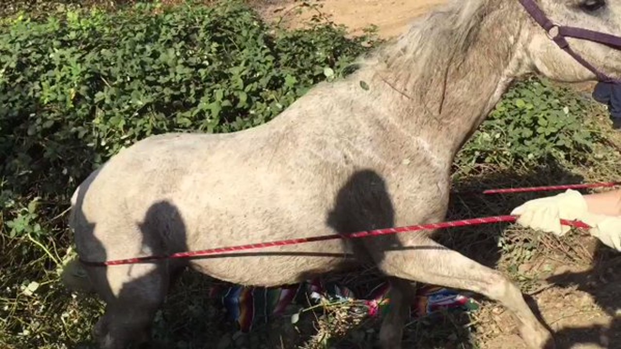Orange County Fire Crews Rescue Horse Stuck in Ditch