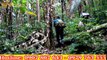 Ký Sự Rừng Biên Giới- Tập 1 - Lạc vào tiên cảnh rừng già