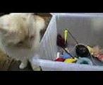 Meins, meins, meins, - Catly Minute - 111 - Balui - mit Miri - Katzenvideo