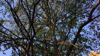 Green Leaves Fall from Tree