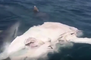 Sharks Devour Whale Carcass Off Garden Island, Western Australia