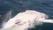 Sharks Devour Whale Carcass Off Garden Island, Western Australia