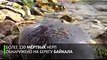 Закон природы на берегу Байкала найдено более 130 мёртвых нерп