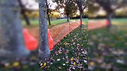 Genius way to walk a dog# | Daily Funny | Funny Video | Funny Clip | Funny Animals