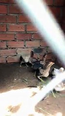 Chia sẻ gà giống cho AE có nhu cầu