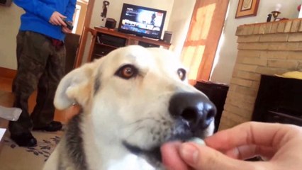 Dogs and extremely sour warheads | Daily Funny | Funny Video | Funny Clip | Funny Animals