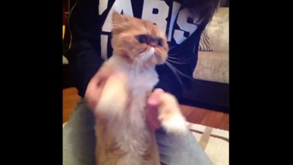 SO YOU THINK THEY CAN DANCE | Daily Funny | Funny Video | Funny Clip | Funny Animals