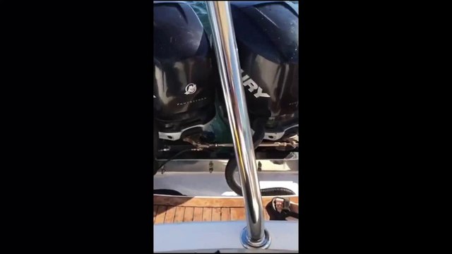 Seal jumps on boat to escape from killer whales | Daily Funny | Funny Video | Funny Clip | Funny Animals