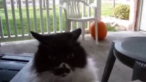 VERY ANGRY CATS COMPILATION | Daily Funny | Funny Video | Funny Clip | Funny Animals