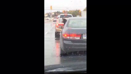 VIRAL Dobie Dog Singing in the Rain (Eating raindrops) | Daily Funny | Funny Video | Funny Clip | Funny Animals