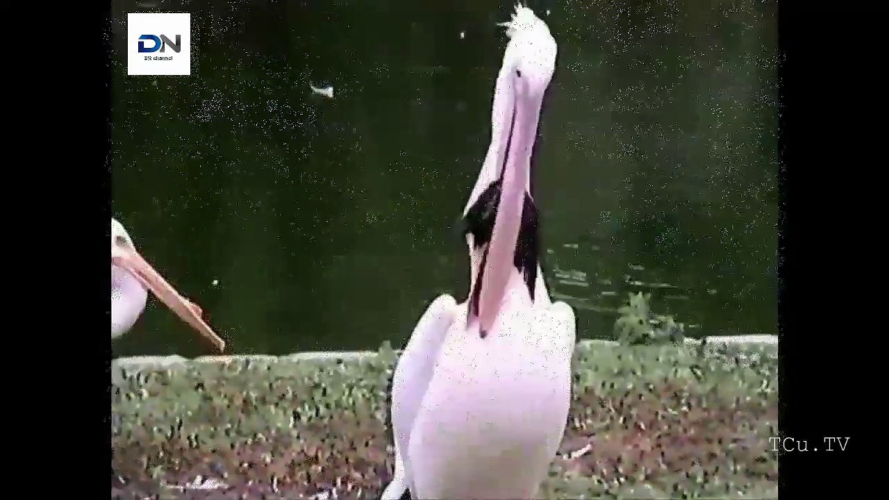 How Pelican hunted Pelicans eat Animals 어떻게 펠리칸 사냥