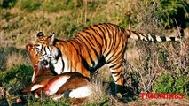 LAS 10 MEJORES BATALLAS DE ANIMALES. Peleas de animales salvajes a muerte!!