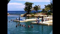 Swimming with Dolphins at Dolphin Cove Jamaica