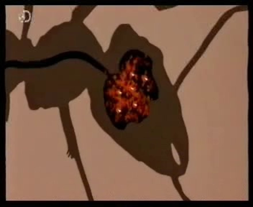 Hormigas zombie: Ophiocordyceps unilateralis (David Hughes)