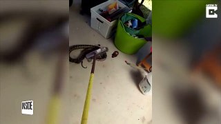 Mom Has Hilarious Reaction When She Finds Two Pythons Fighting In Her Shower-ehX4VnG7pYU