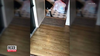 Money-Loving Dog Steals Cash from Owner's Purse To Trade for Tasty Treats-zA-84lXYk48