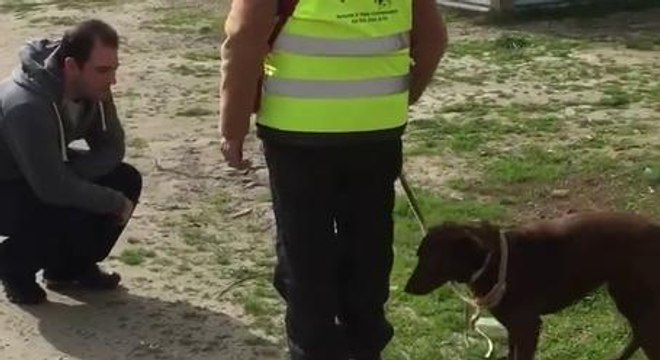 Dog Reunites With Owner After 3 Years, Realizes Who He Is, Loses Its Mind