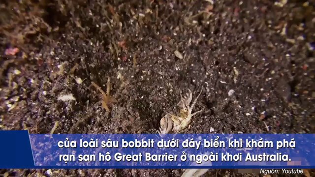 Quái vật dài 3m dưới đáy biển: trực chờ xẻ thịt con mồi bằng bộ răng sắc nhọn trong tích tắc