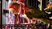 Parrot with PTSD Calms Down When Owner Sings 'Twinkle, Twinkle Little Star'-B46DnLz95-w