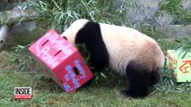 Rare Twin Pandas Feast on Bamboo Cake With Mom's Help at Second Birthday Party-UHpX-hAFFkk