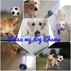 My Golden Retriever Champ playing Football with his brother