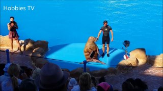 YOU LAUGH YOU LOSE - Funny Smart Cute Sea Lion Videos - The Best Show Ever For Sea Lions