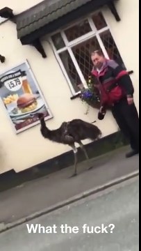 Cet anglais a une autruche en animal de compagnie dans la rue au bout de sa laisse !